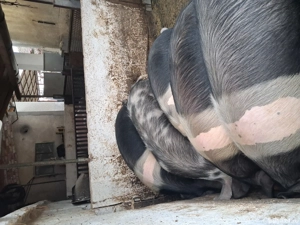 porci grasi - imagine 2