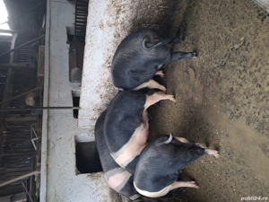 porci grasi - imagine 3