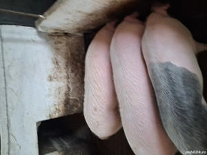 porci grasi - imagine 5