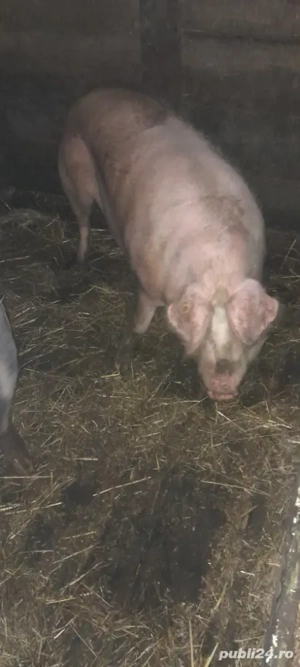  Vand porc! - imagine 2