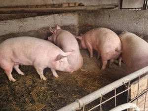 Carcasa porci marele alb