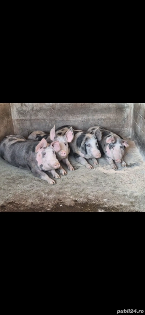 porci pietran - imagine 2