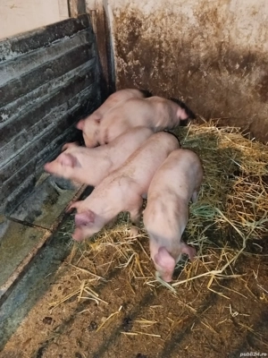 Purcei rasa buna - imagine 2