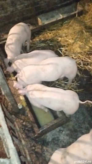 Purcei rasa buna - imagine 3