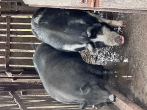 Se vinde purcea. - imagine 2