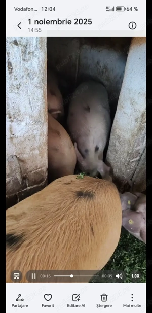 Porci de vânzare  - imagine 3