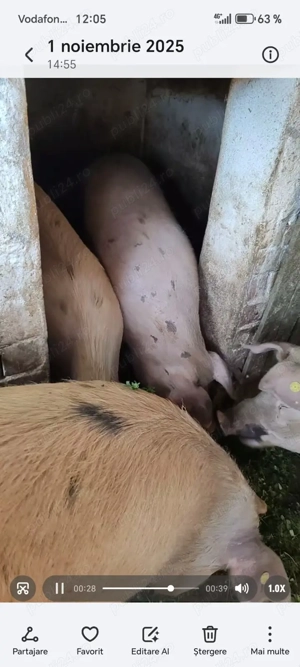 Porci de vânzare  - imagine 2