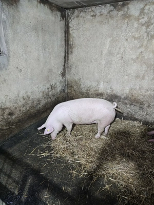 Vând 2 porci de 110 - 140 kg - imagine 2