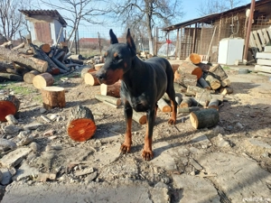 Vand femelă doberman cu pedigree  - imagine 4