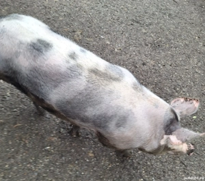 Porc de vanzare - imagine 2