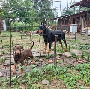Vand femelă doberman cu pedigree  - imagine 5