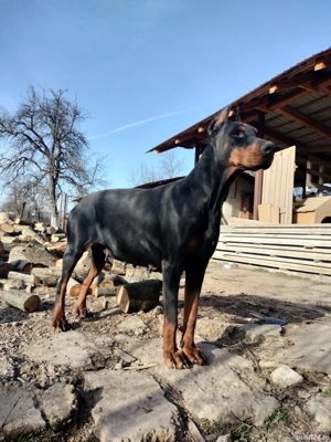 Vand femelă doberman cu pedigree  - imagine 3
