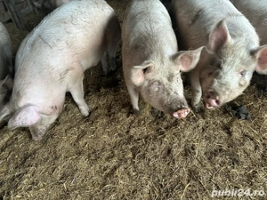Porci150-200 kg - imagine 2