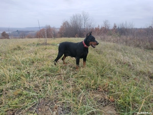 Vand femelă doberman cu pedigree 
