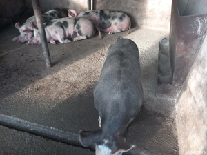 Porci de vanzare - imagine 4