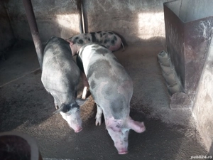 Porci de vanzare - imagine 5