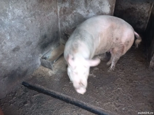 Porci de vanzare - imagine 2