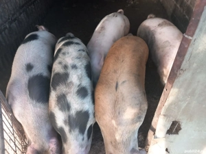 Porci de vanzare - imagine 3