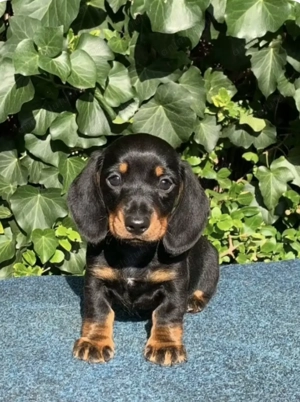 Teckel dachshund  - imagine 2