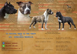 Pui Amstaff din parinti Campioni - imagine 2