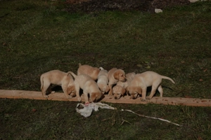 Labrador 12 săptămâni  - imagine 3