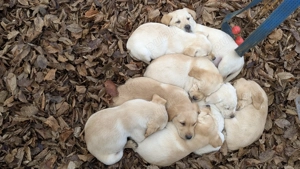 Labrador 12 săptămâni  - imagine 4