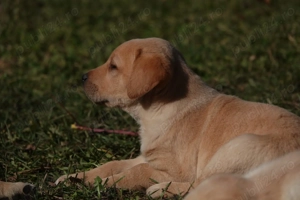 Labrador 12 săptămâni  - imagine 2