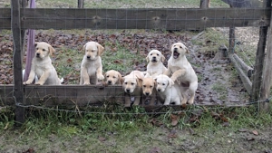 Labrador 12 săptămâni  - imagine 5