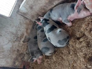 Porci de carne de vanzare - imagine 2