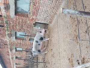 Porci de carne de vanzare - imagine 3