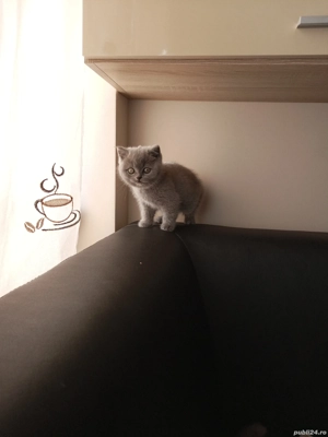 piscute  brithis scotiar  - imagine 2