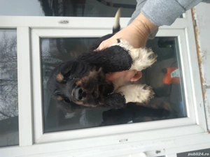 vind căței coker spaniel englez  - imagine 2