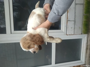 vind căței coker spaniel englez 