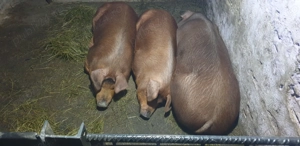 Porci Duroc pur