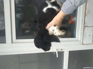 vind căței coker spaniel englez  - imagine 3