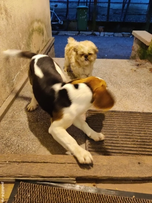 Vand Catel Beagle mascul 5 luni  - imagine 2