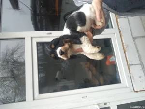 vind căței coker spaniel englez  - imagine 4