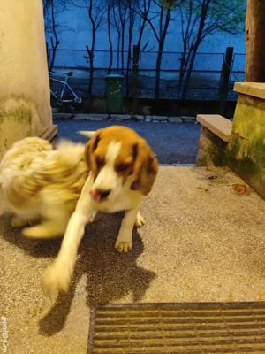 Vand Catel Beagle mascul 5 luni  - imagine 3