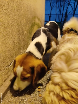 Vand Catel Beagle mascul 5 luni  - imagine 4