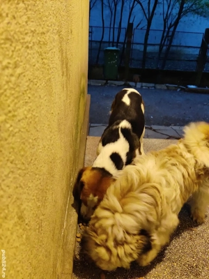 Vand Catel Beagle mascul 5 luni  - imagine 5