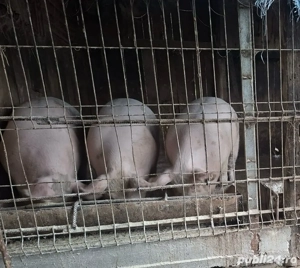 Porci crescuti natural pentru craciun - imagine 3