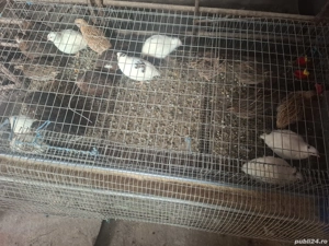 dau gratis masculi de prepelită 