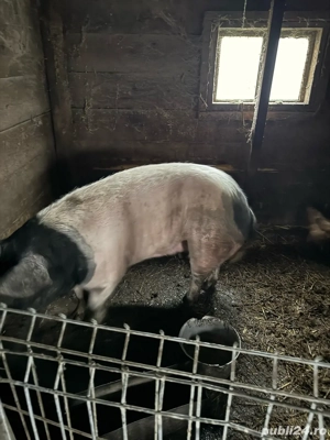 Porci de vanzare