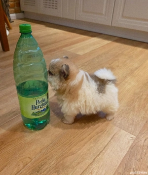 Pui rasa pomeranian - imagine 4