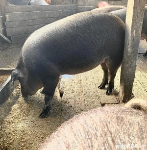 Porci Duroc cu Mistreț - imagine 5