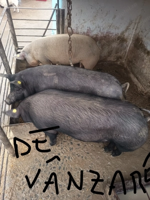 Porci pt sacrificat - imagine 5