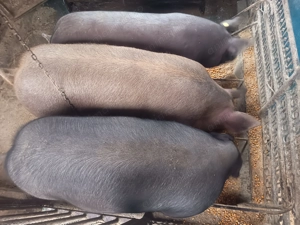 Porci pt sacrificat - imagine 2