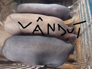 Porci pt sacrificat - imagine 4