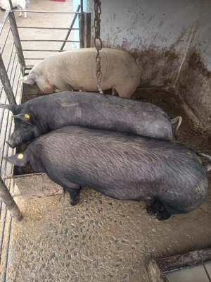 Porci pt sacrificat - imagine 3