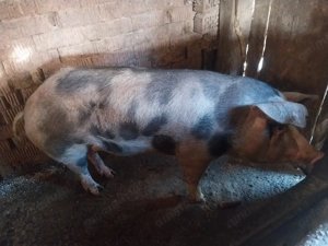 Vând porc de150 170 kg - imagine 2